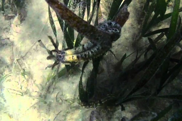 Кракен как проверить зеркало